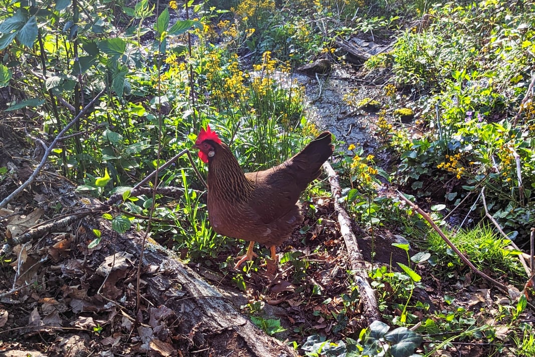 Farm Fresh Eggs |  Free-Range, Local Eggs | Buy Fresh Farm Eggs Online