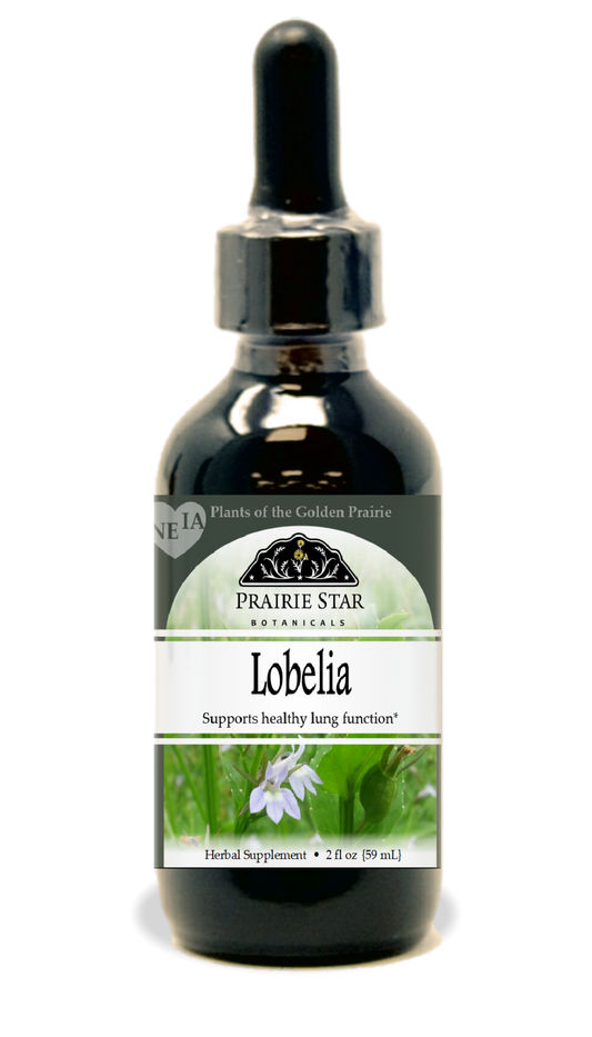 Lobelia