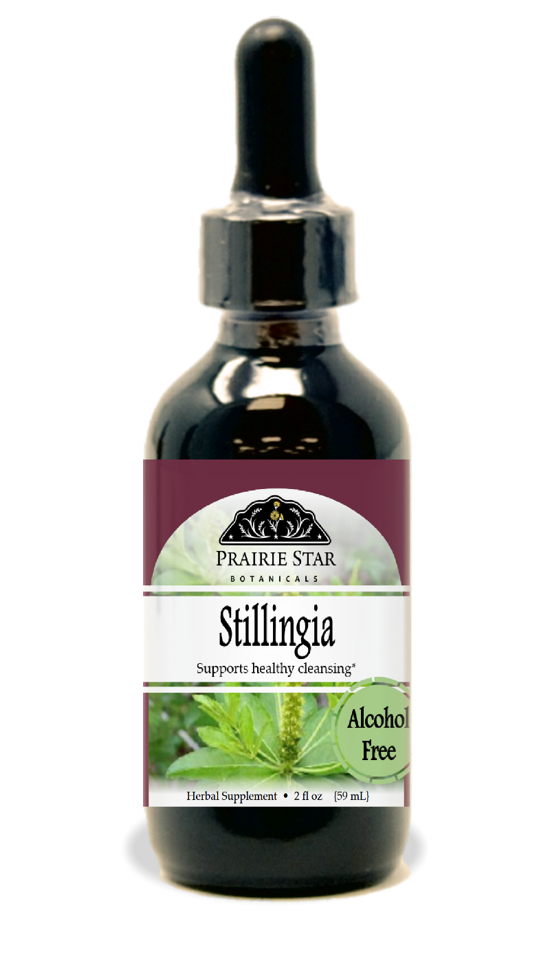 Stillingia